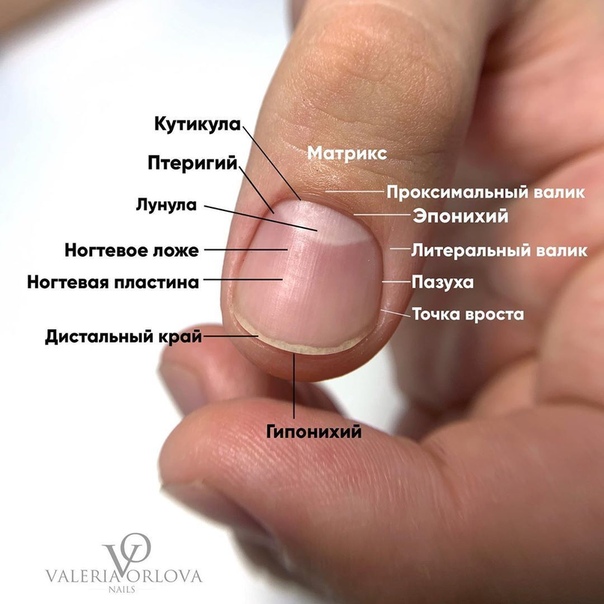 Строение ногтей и ногтевых пластин на пальцах рук и ног — знание, полезное для мастеров маникюра и не только: описание и схемы, структура, а также как растут?