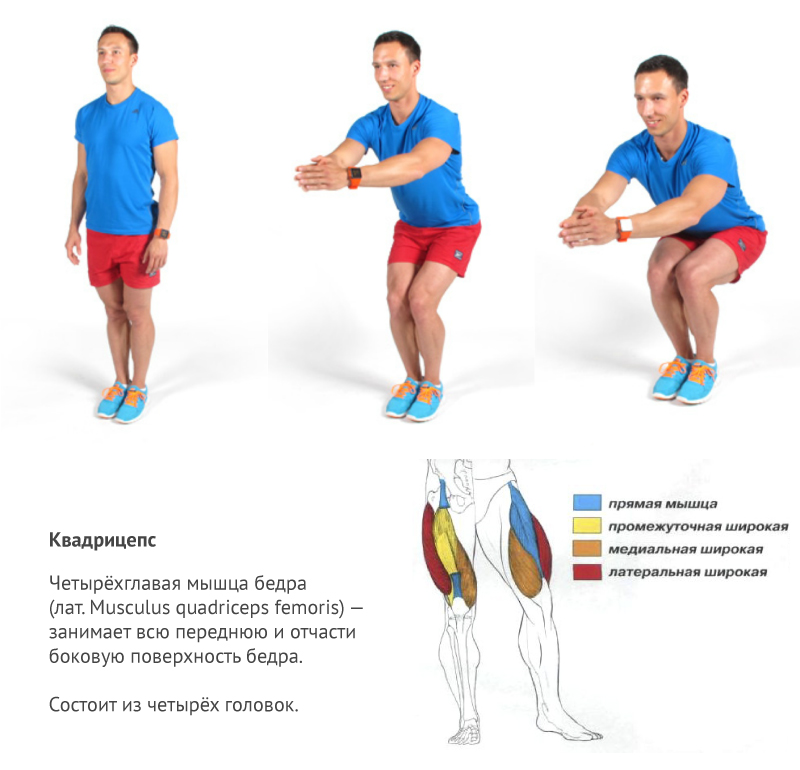 Присед с узкой постановкой ног какие мышцы работают при