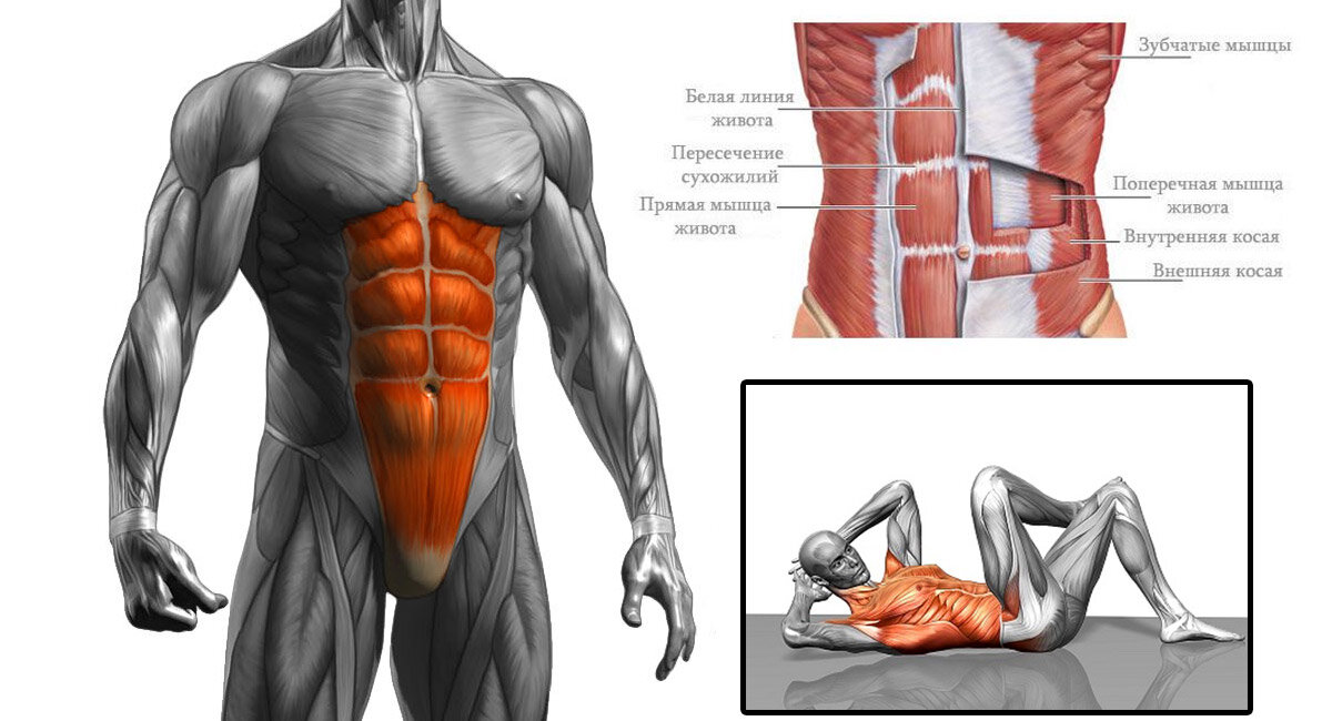 Как мужчине накачать косые мышцы живота в домашних условиях мужчине