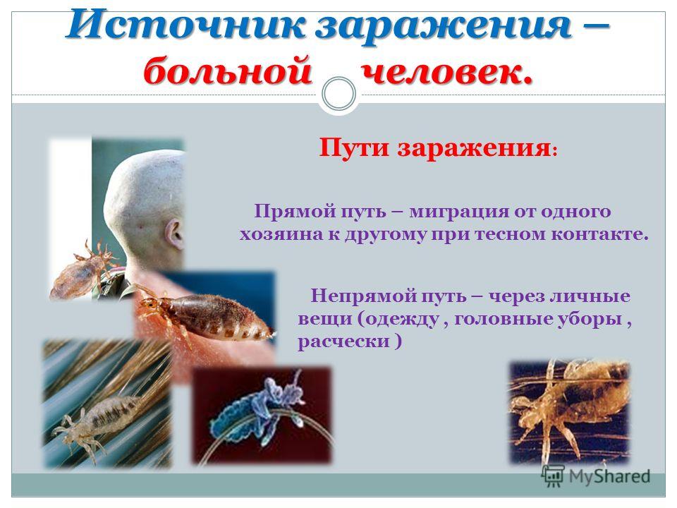 Чем отличаются вши от блох