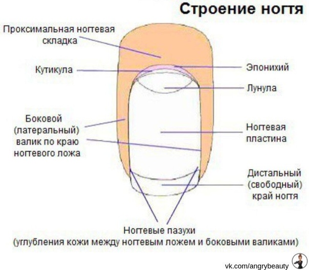 Онихолизис и маникюр: рекомендации эксперта - beauty hub