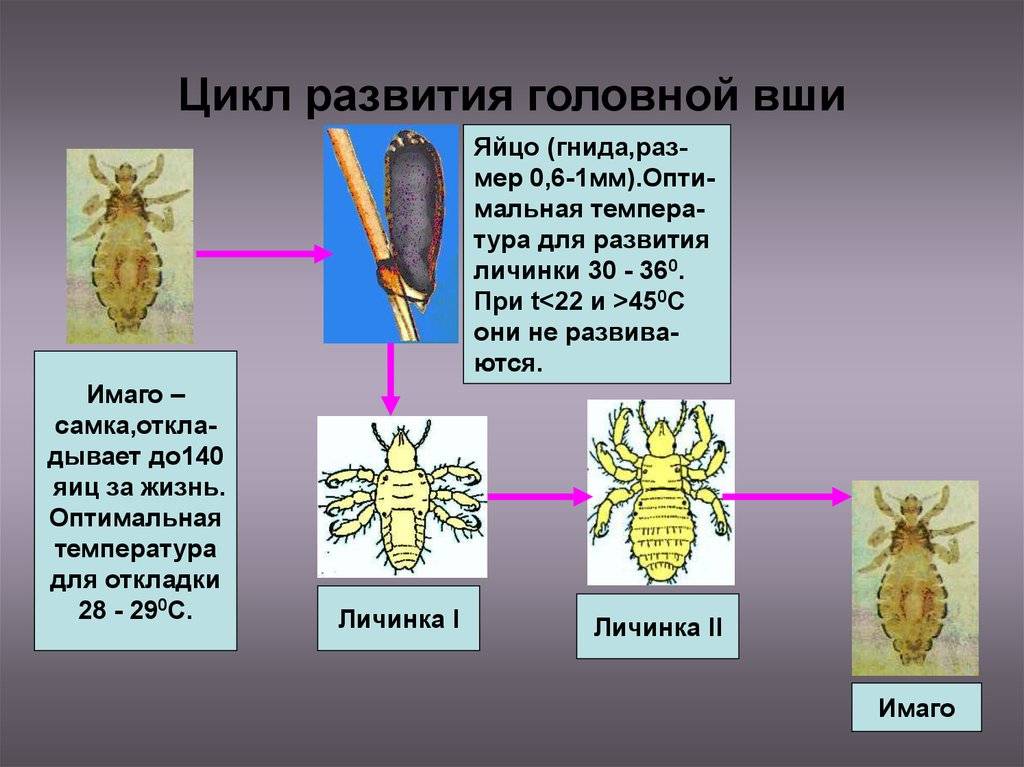 Как быстро размножаются вши (жизненный цикл) — проверенная информация
