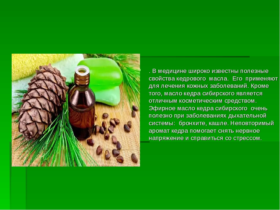 Эфирное масло кедра: 13 полезных свойств и применений