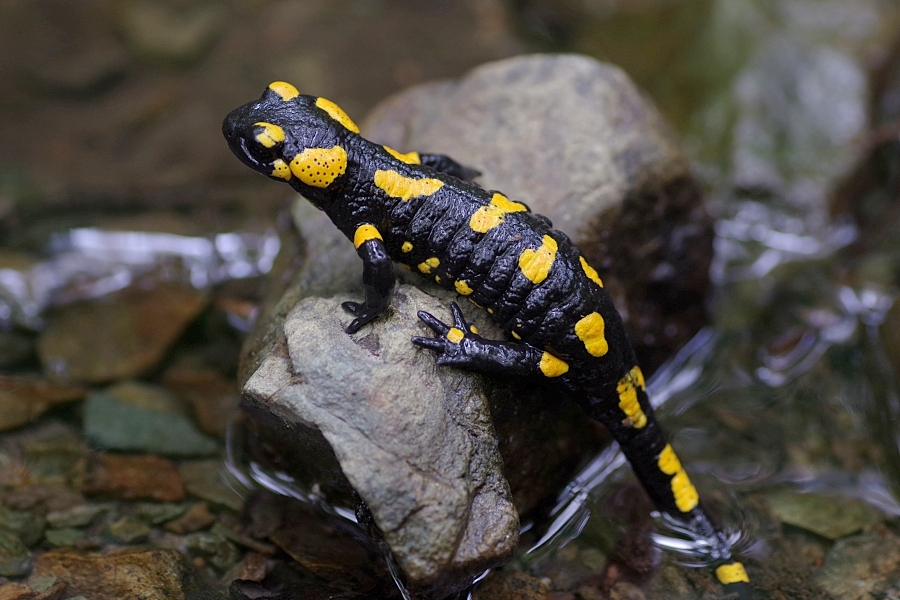 Альпийская саламандра, или черная саламандра | мир животных и растений
