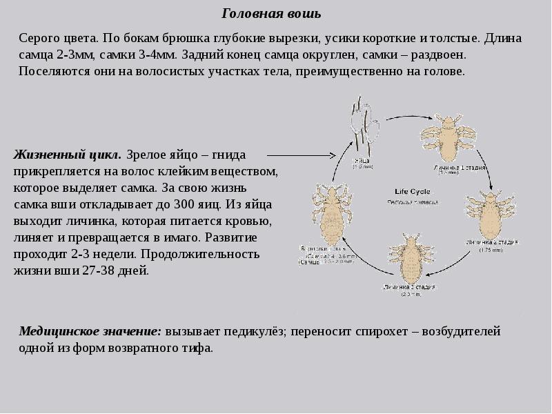 Как быстро размножаются вши: жизненный цикл