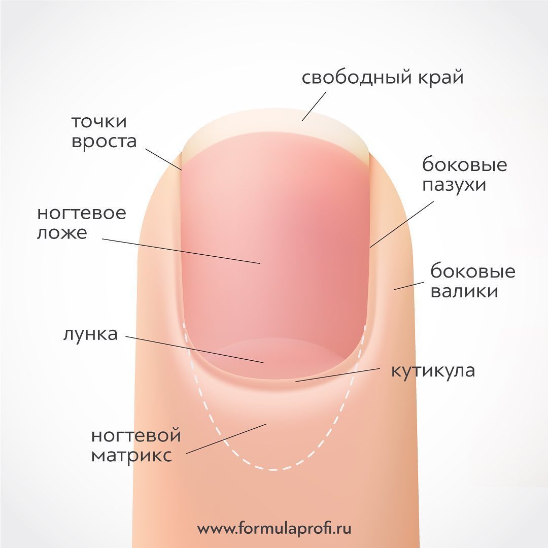 Схема строения ногтя