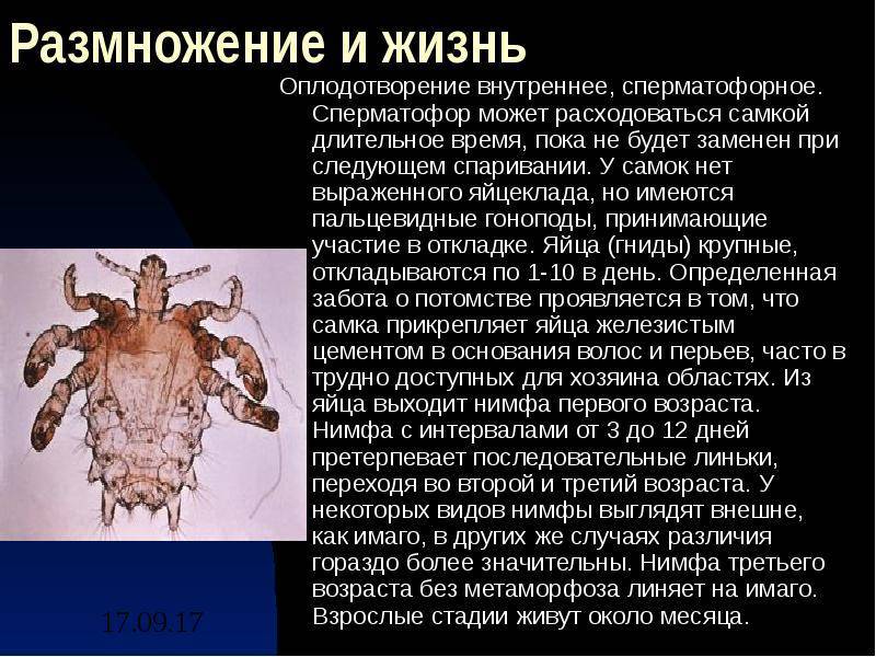 Педикулез: причины, симптомы, диагностика и лечение