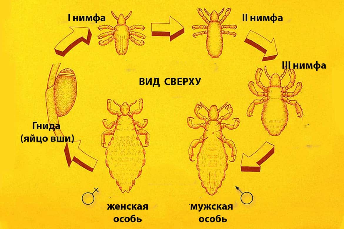 Строение вши рисунок