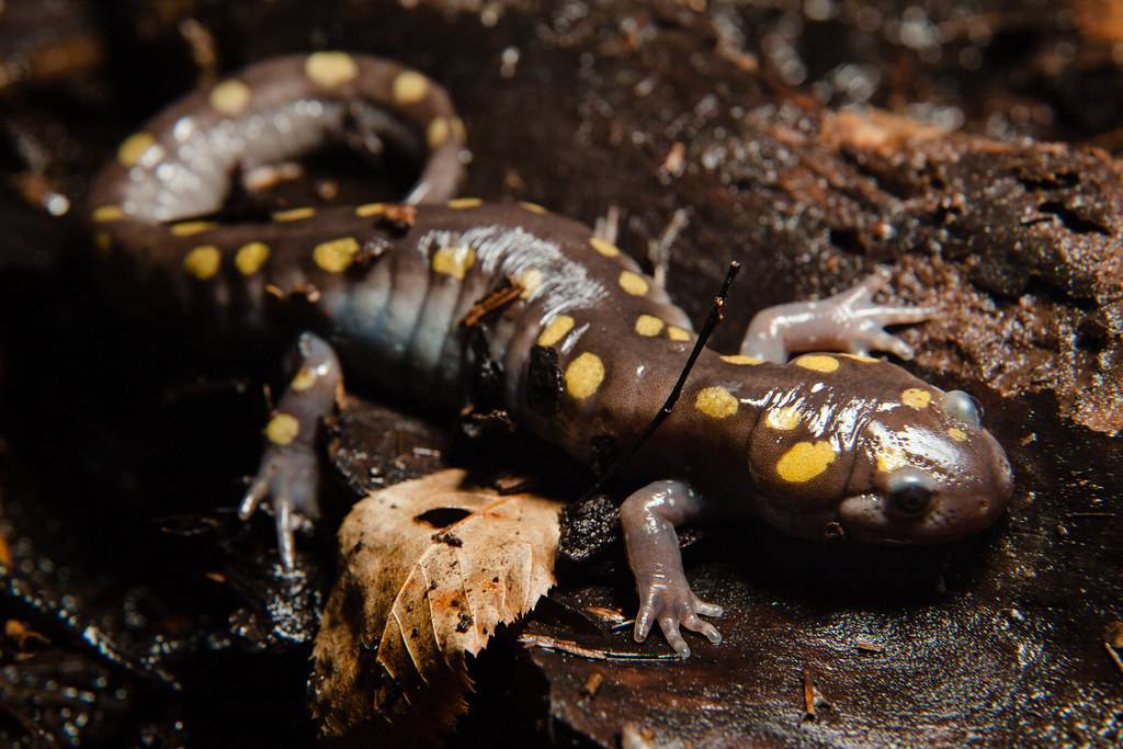 Саламандра: описание, виды, среда обитания, что едят, враги и образ жизни | планета животных
