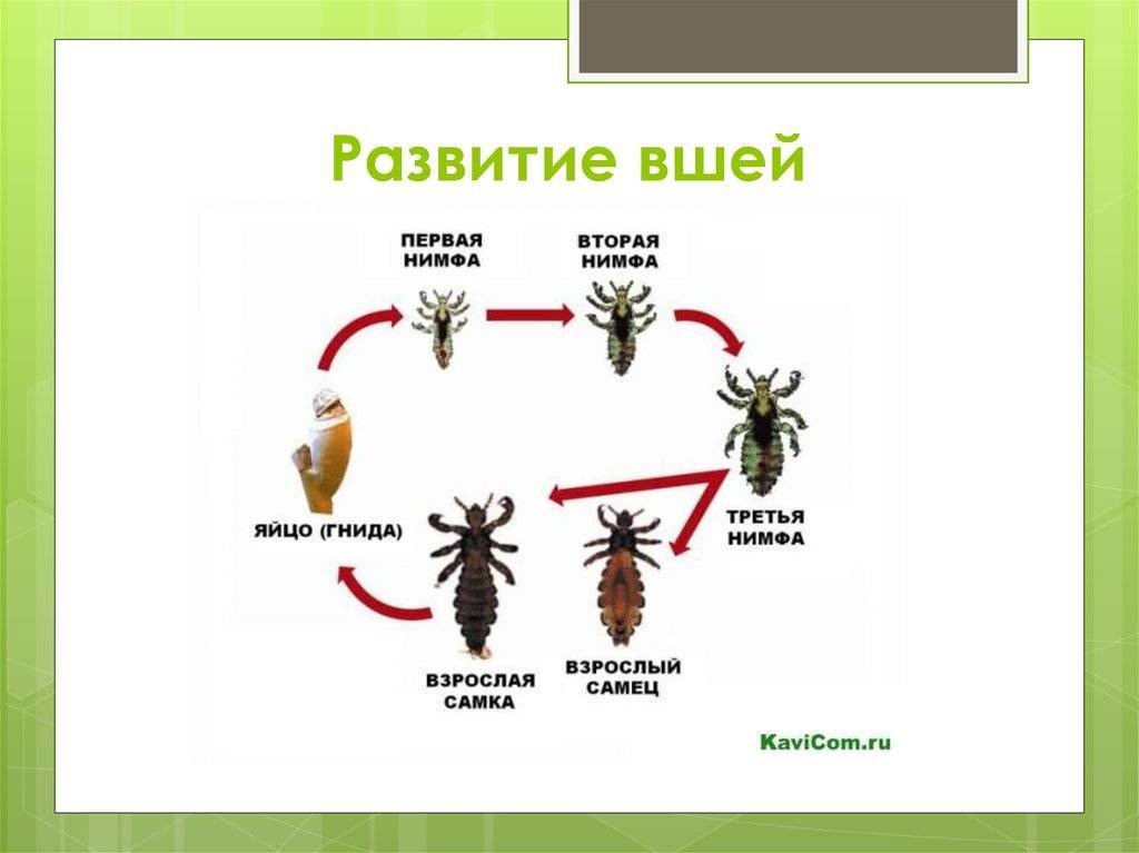 Все о размножении вшей