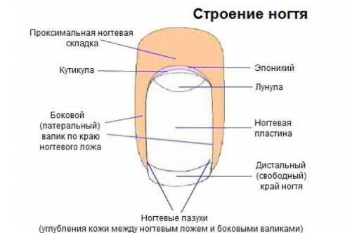 Анатомия кожи и ногтей (красота › маникюр) - highfashion.ru