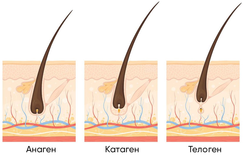 Анаген телоген катаген фото