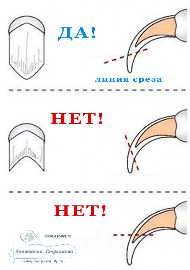 Как подстричь ногти по сунне