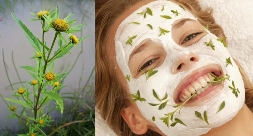 Травяные маски для лица: народные рецепты молодости и красоты