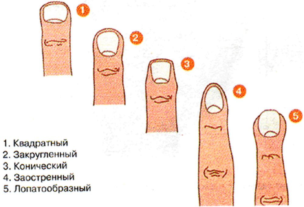 Психология маникюра: как узнать характер человека по форме ногтей