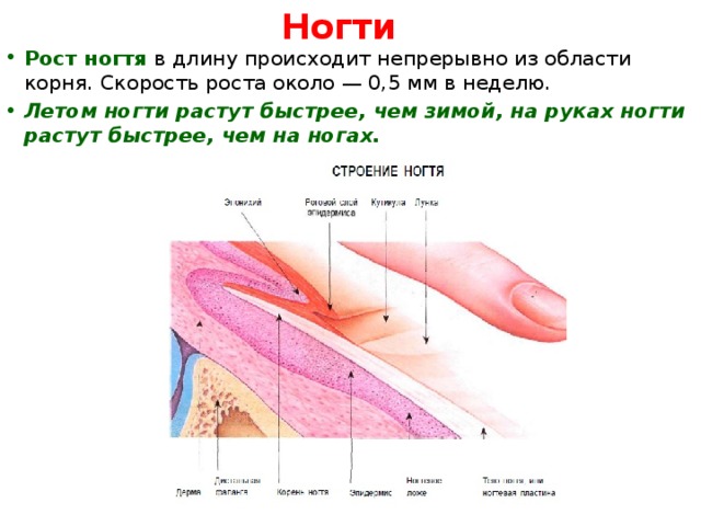 Как связан рост волос и ногтей