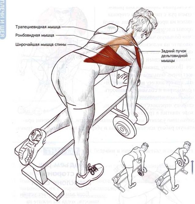 Упражнения для мышц спины: как укрепить здоровье и продлить молодость