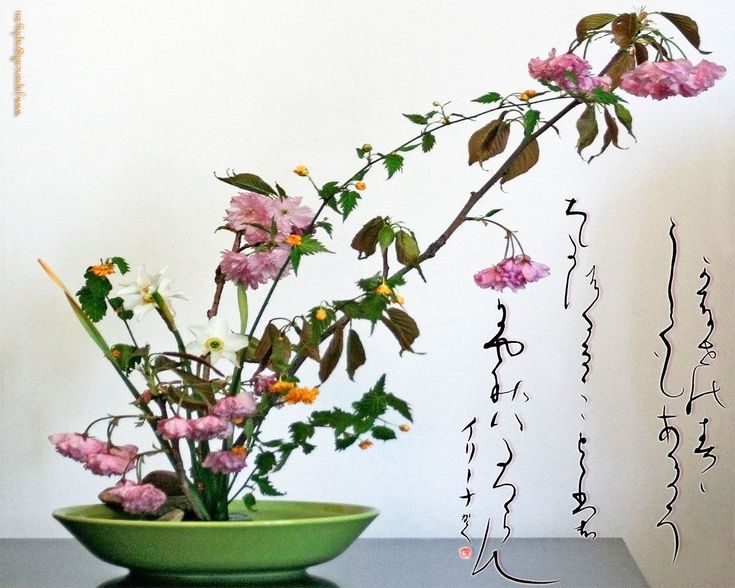 Декоративная японская вишня, сорта, виды и выращивание