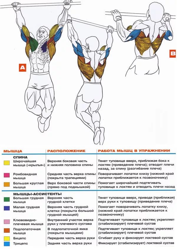 Хваты на турнике на какие мышцы в картинках