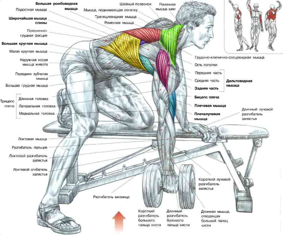 Комплекс упражнений с гантелями для спины, пресса, рук и ног: укрепление мышц и меры предосторожности