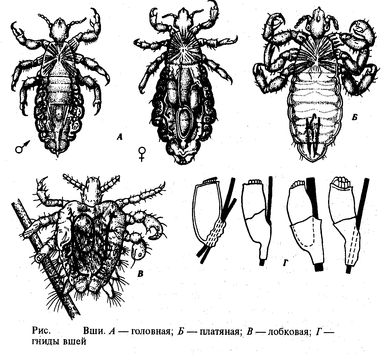 Строение вши рисунок