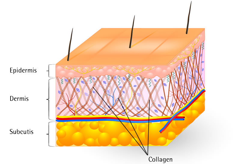 Коллаген в коже фото