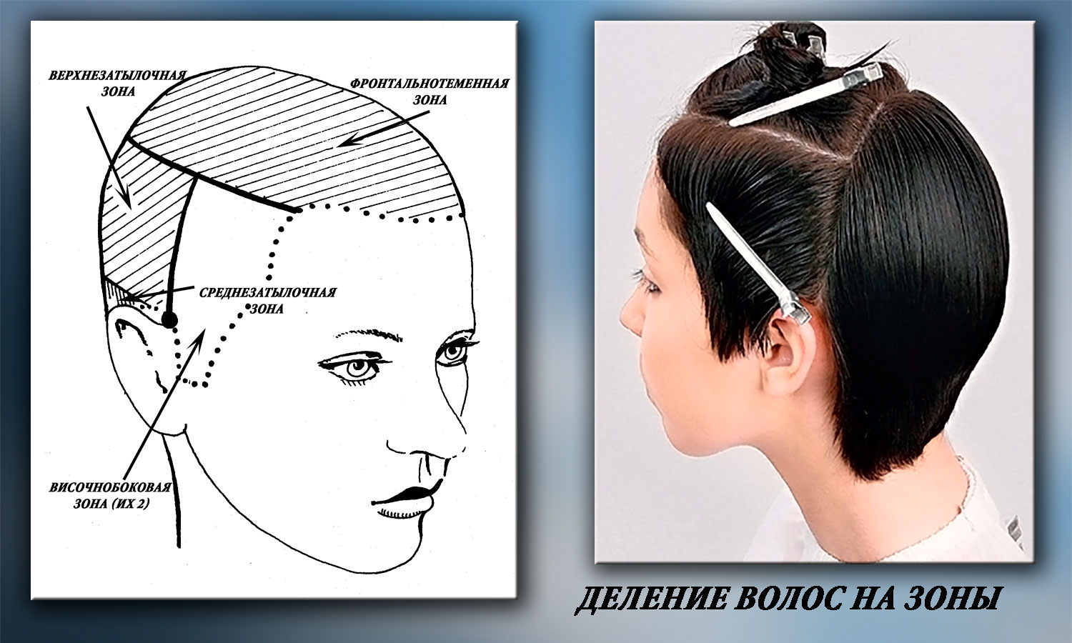 Деление головы на зоны для парикмахеров схема