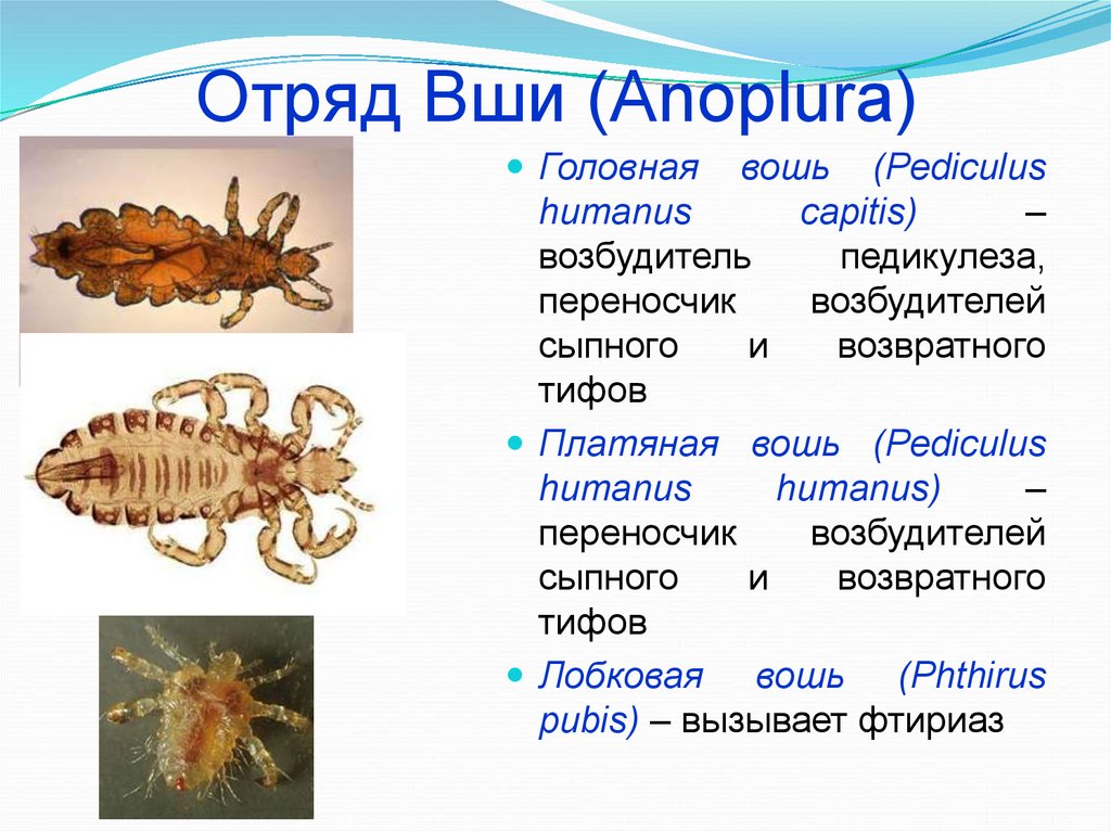 Лобковые вши: как выглядят и откуда берутся, симптомы появления, лечение