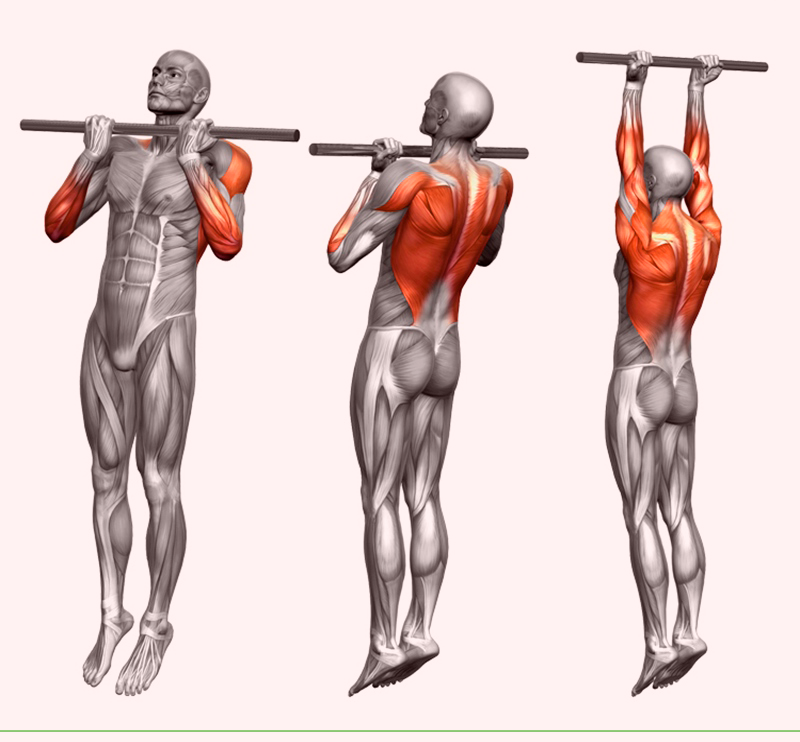 Хваты на турнике. Мышцы при подтягивании обратным хватом. Подтягивания на турнике обратным хватом. Техника подтягивания на турнике обратным хватом. Подтягивания обратным хватом мышцы.