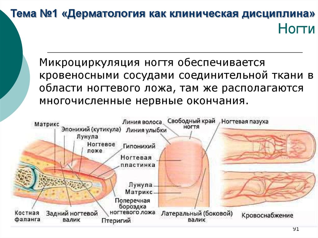 Ногти человека | анатомия ногтей, строение, функции, картинки на eurolab