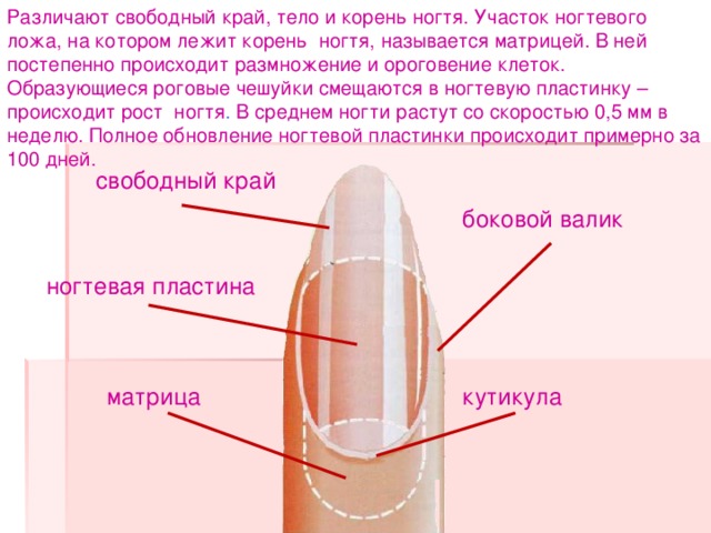 Факторы влияющие на здоровье и рост ногтей | красивые ногти - дополнение твоего образа