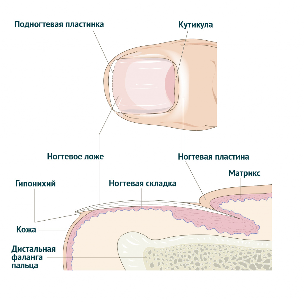 Строение ногтя и ногтевой пластины схема